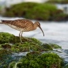 Koliha mala - Numenius phaeopus - Whimbrel o1465